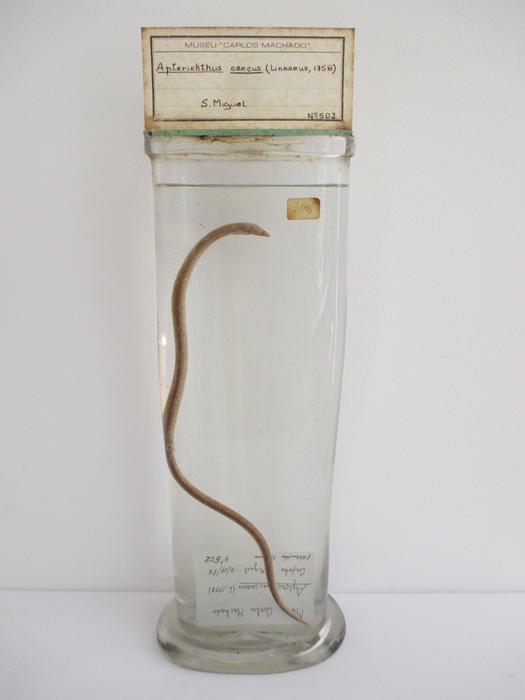 Apterichtus caecus (Linnaeus, 1758)