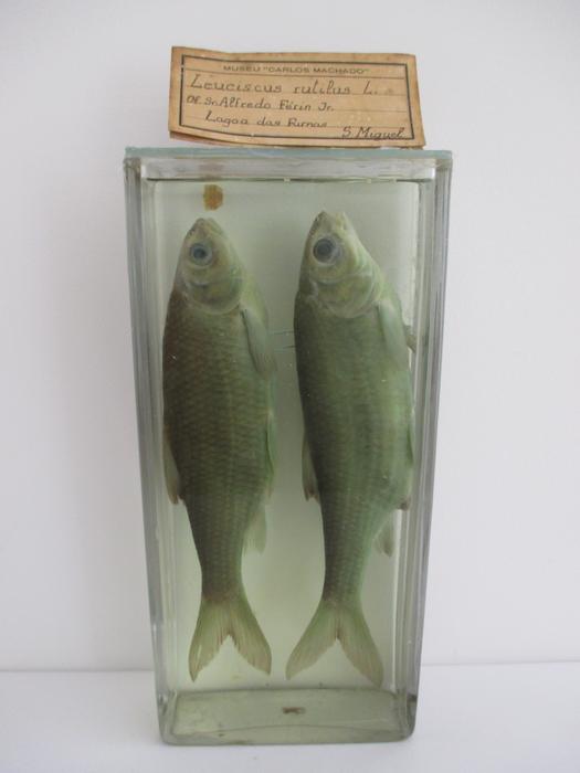 Rutilus rutilus (Linnaeus, 1758) [Frasco - 2 exemplares]