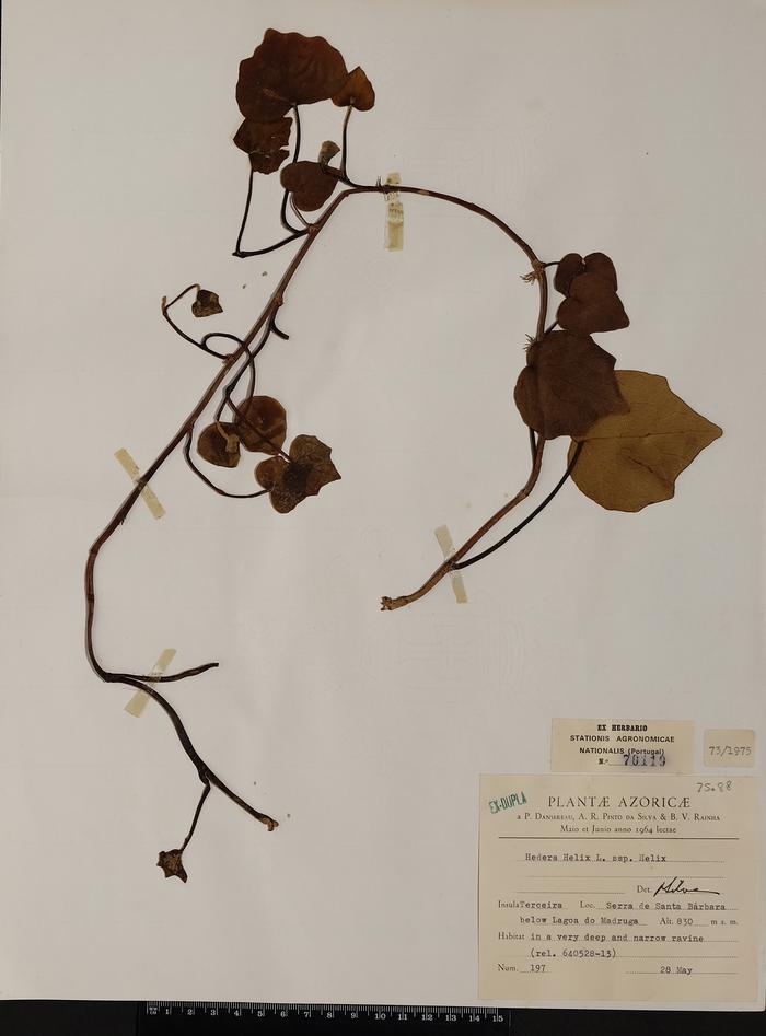 Hedera helix L. ssp. helix