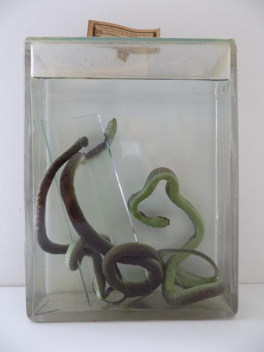 Philodryas viridissima (Linnaeus, 1758)