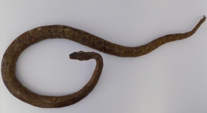 Boa constrictor Linnaeus, 1758