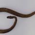 Boa constrictor Linnaeus, 1758