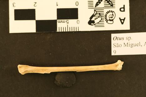 Otus frutuosoi Rando et al., 2013