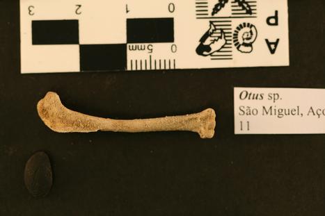 Otus frutuosoi Rando et al., 2013