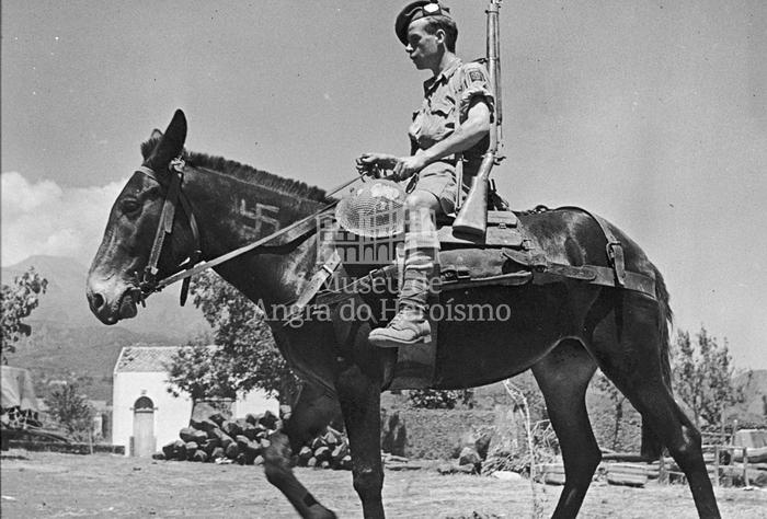 "Highlanders in Sicily used captured German mules"