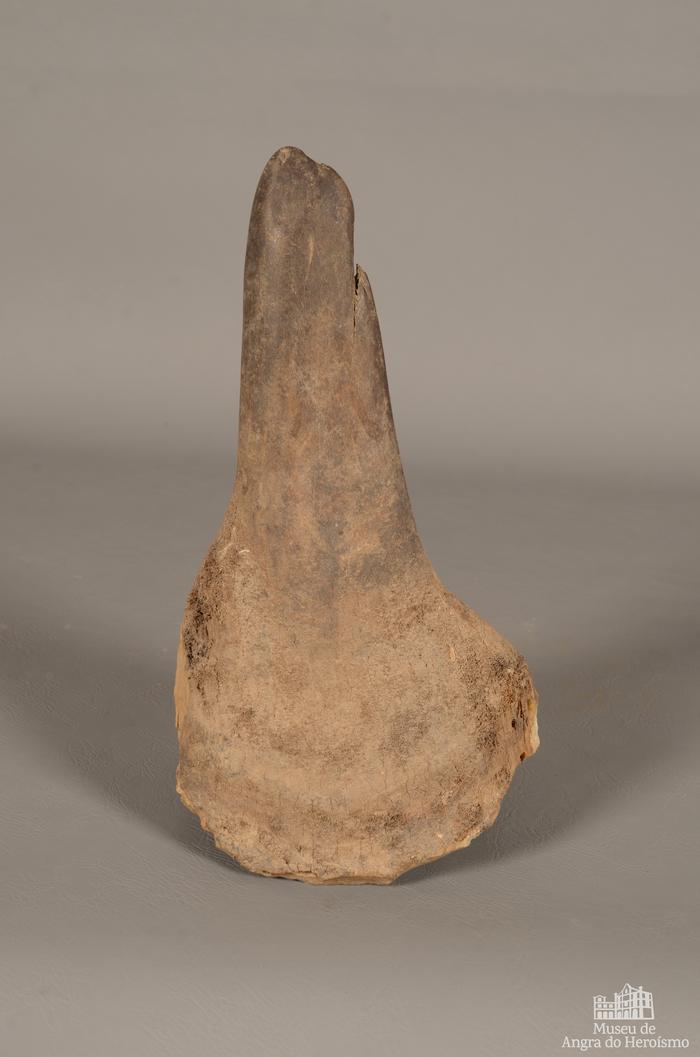 Chifre de rinoceronte